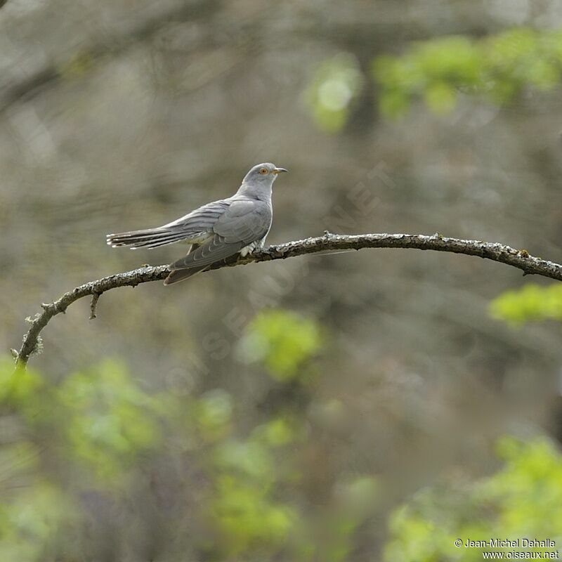 Common Cuckoo male