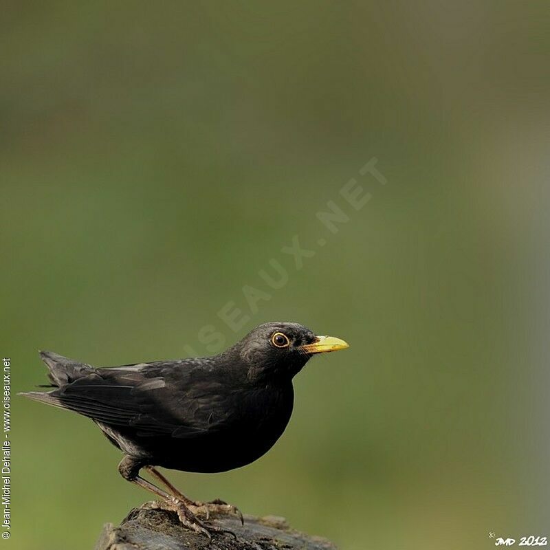 Common Blackbird male